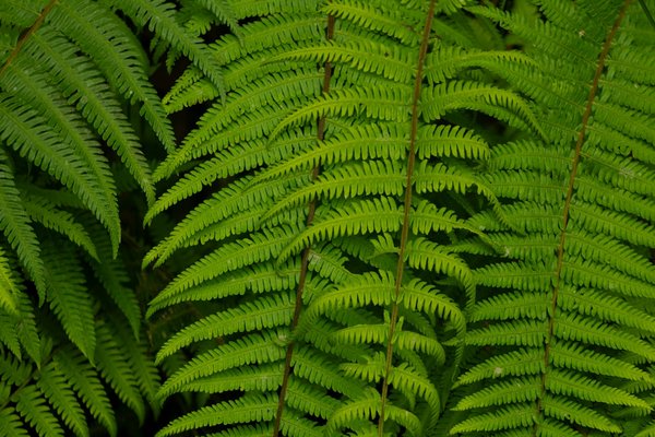 Séjour en Ardèche tout compris : détente et aventures au domaine